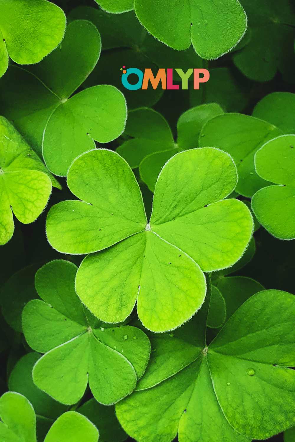 four-leaf-clover-it-s-meaning-and-symbolism-omlyp