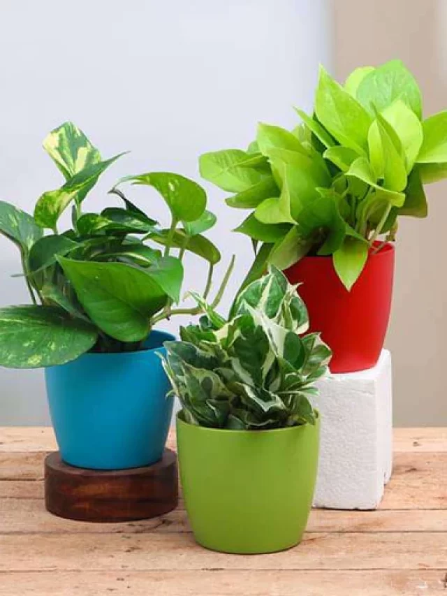 Read more about the article Boost Home Vibes with Easy Plants