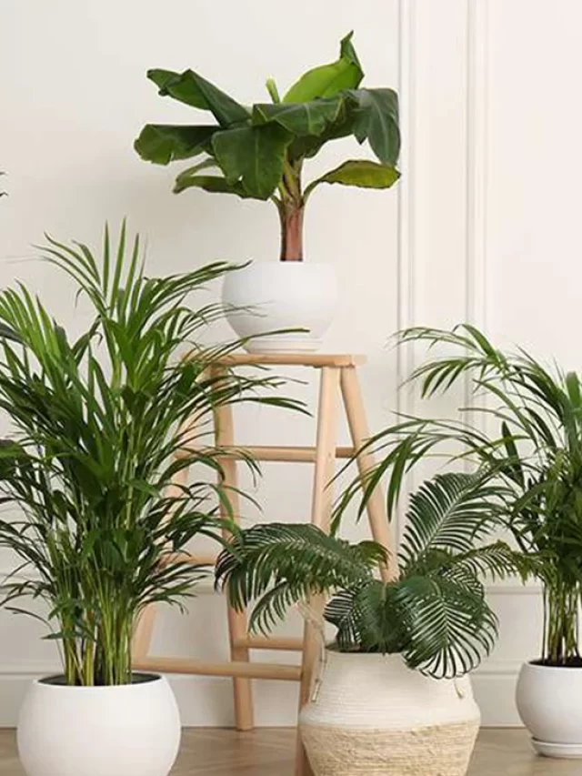 Read more about the article Revive home vibes with stylish oxygen plants