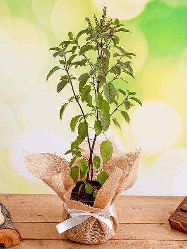 Read more about the article Exploring the Nutritional Significance of Basil
