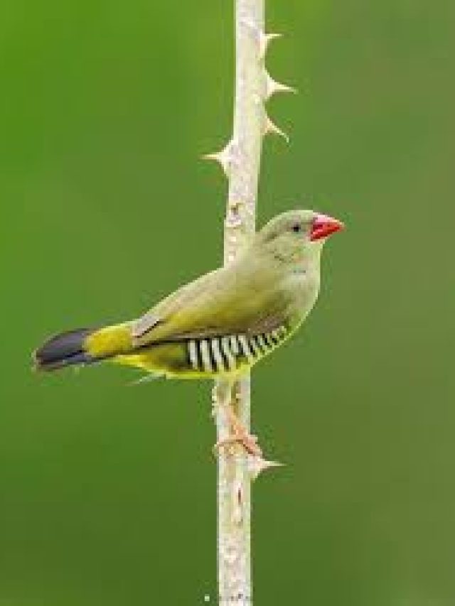 Read more about the article Rare Bird Species Across India’s Skies