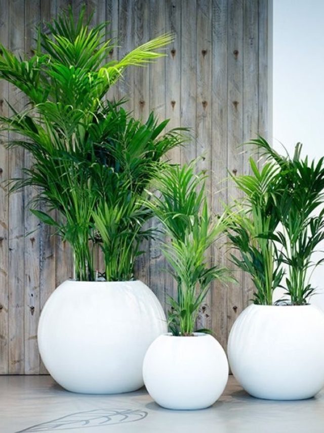 Read more about the article A Guide to Successful Indoor Plant Care