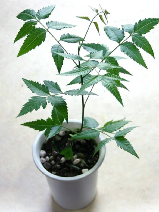 Read more about the article Neem’s Role in Sustainable Living