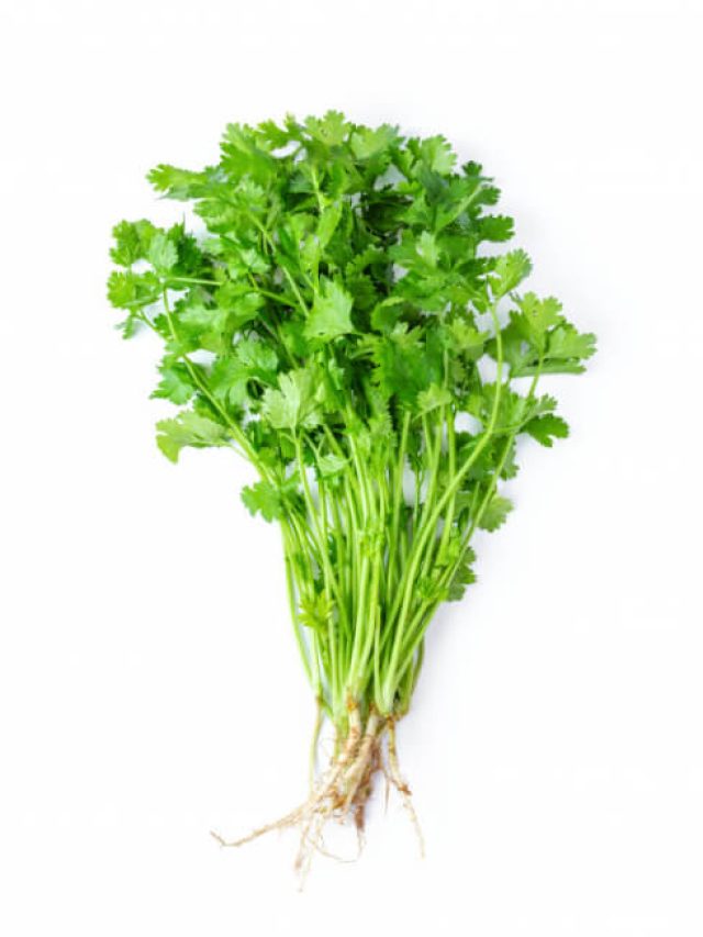 Read more about the article Grow Fresh Coriander in Your Backyard