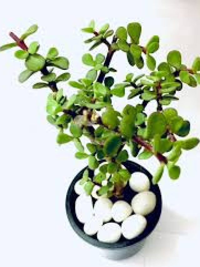 Read more about the article Watering Tips for Thriving Jade Plants