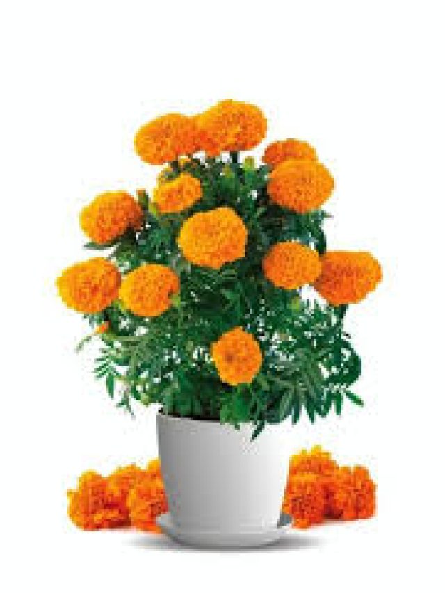 Read more about the article The Joy of Growing Marigold Flowers