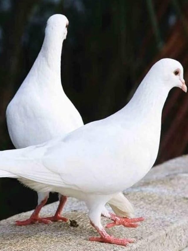 Read more about the article White Pigeons: Symbols of Peace and Love