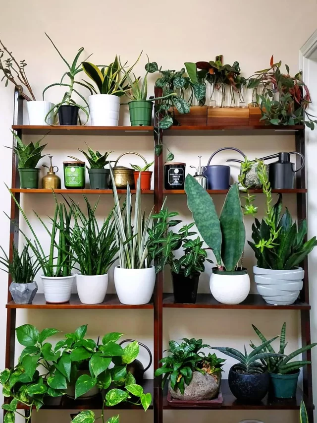 Read more about the article Elevating Your Bookshelves with Beautiful Plants