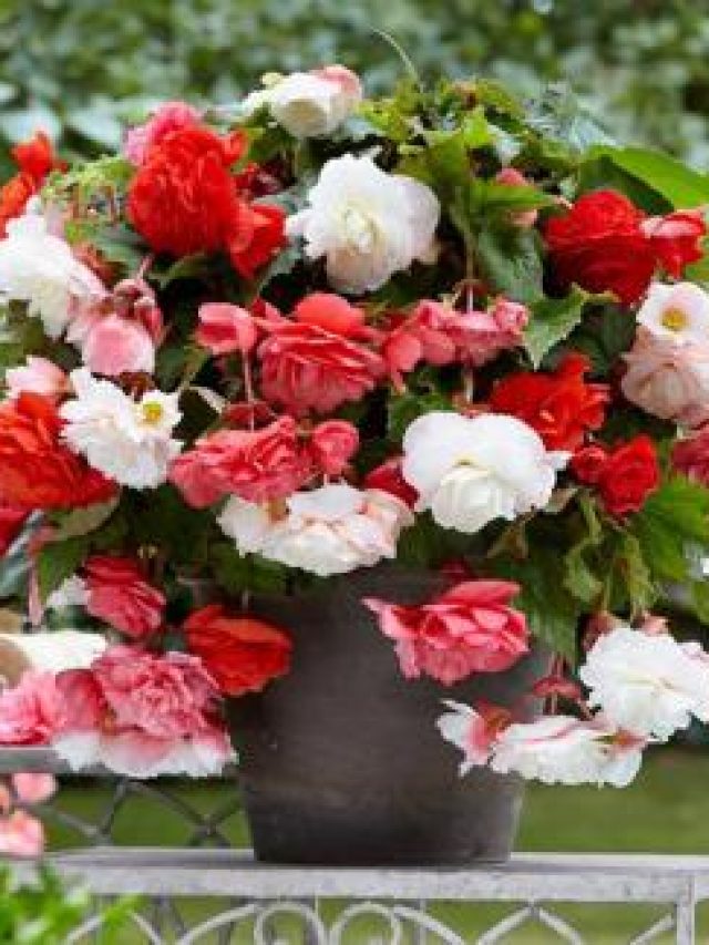 Read more about the article The Best Fragrant Flowers for Indoor Growing