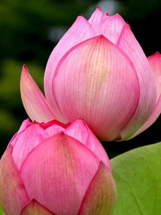 Read more about the article The Splendid Lotuses of Indian Waters